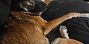 Cairo is registered to the contest to win money with this photo: animal, black_cushion, brown_fur, canine, collar, couch, dog, domestic, door, furniture, handprint_art, home, indoor, lamp, mirror, pet, relaxing, resting, room, side_view
