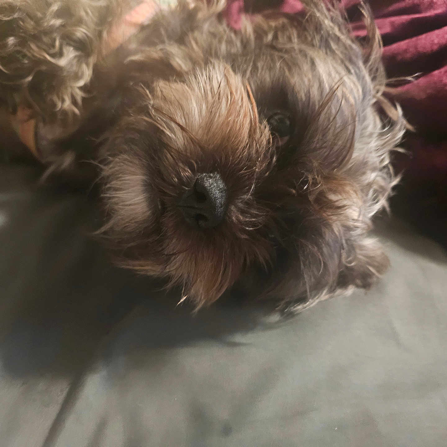 Amethyst joined the competition — help win amazing prizes! animal, bed, black_nose, blanket, brown, canine, close_up, cozy, curly_fur, dog, domestic_animal, fur, indoor, laying_down, nose, pet, resting, sleepy, soft_light, texture