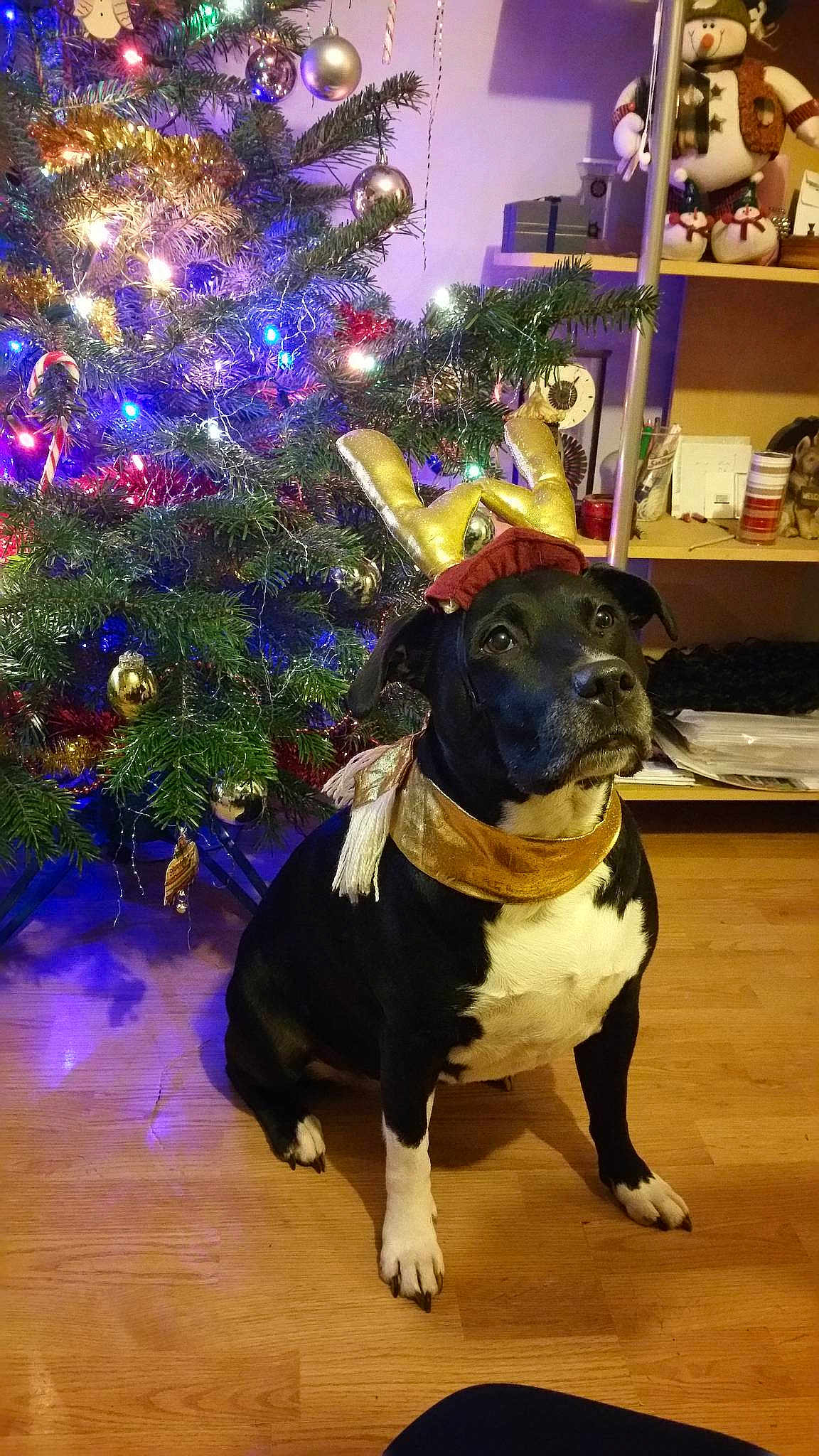 Molly