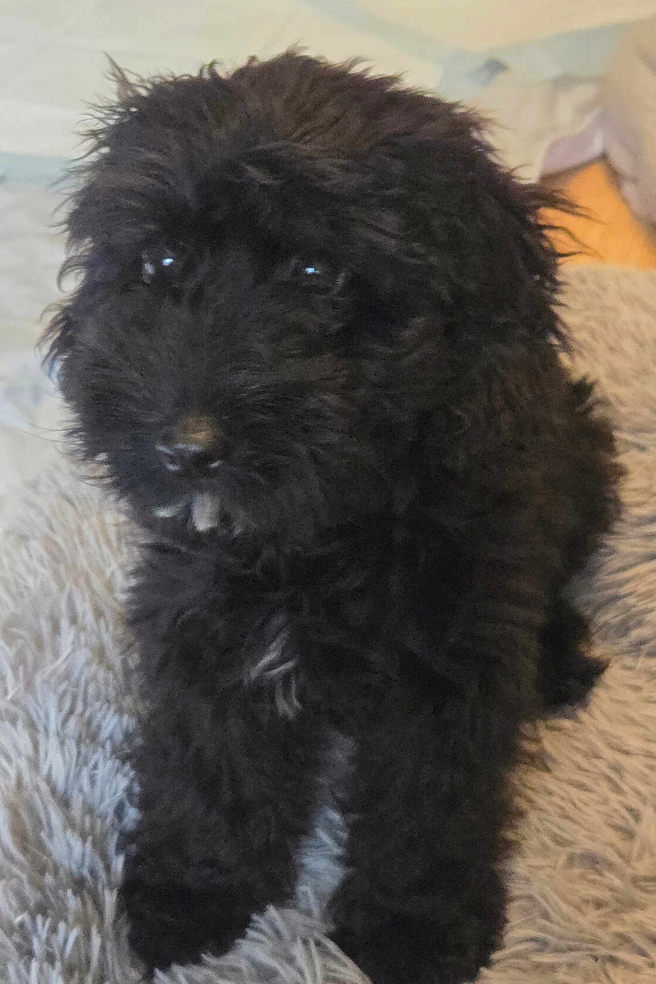 Tilly joined the competition — help win amazing prizes! puppy, black_dog, fluffy, fur, pet, indoor, carpet, cute, animal, young_dog, dog, sitting, closeup, soft, cozy, portrait, domestic_animal, furry, companion, adorable