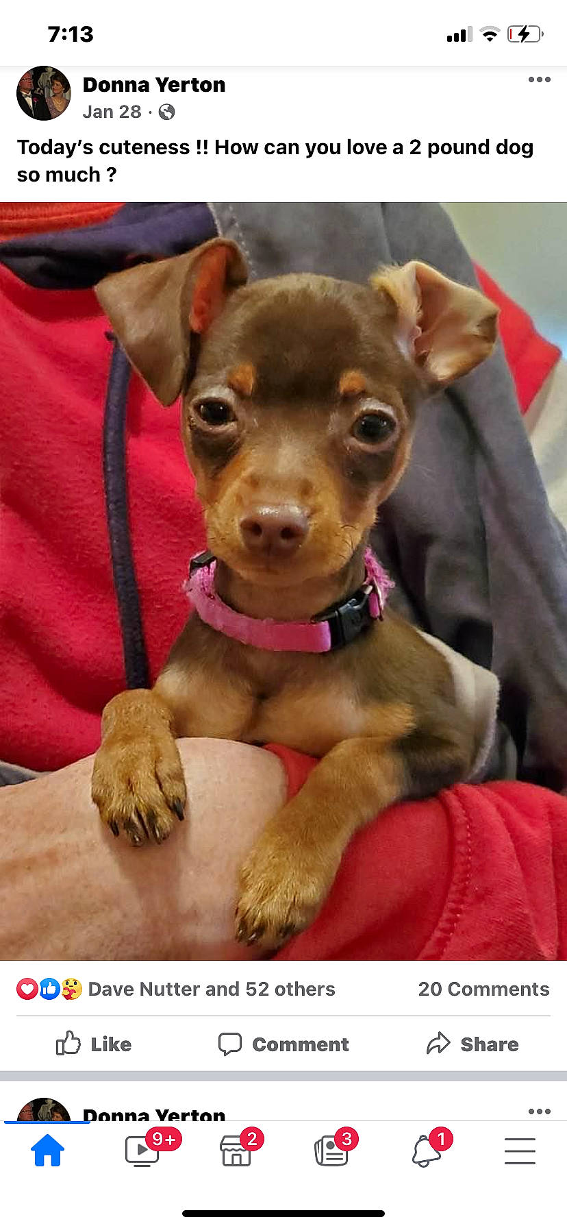 Paisley Lynn is registered to the contest to win money with this photo: carnivore, collar, companion_dog, dog, dog_breed, dog_collar, ear, fawn, flower, fur, guard_dog, liver, pet_supply, pinscher, russkiy_toy, snout, street_dog, toy_dog, whiskers, working_animal