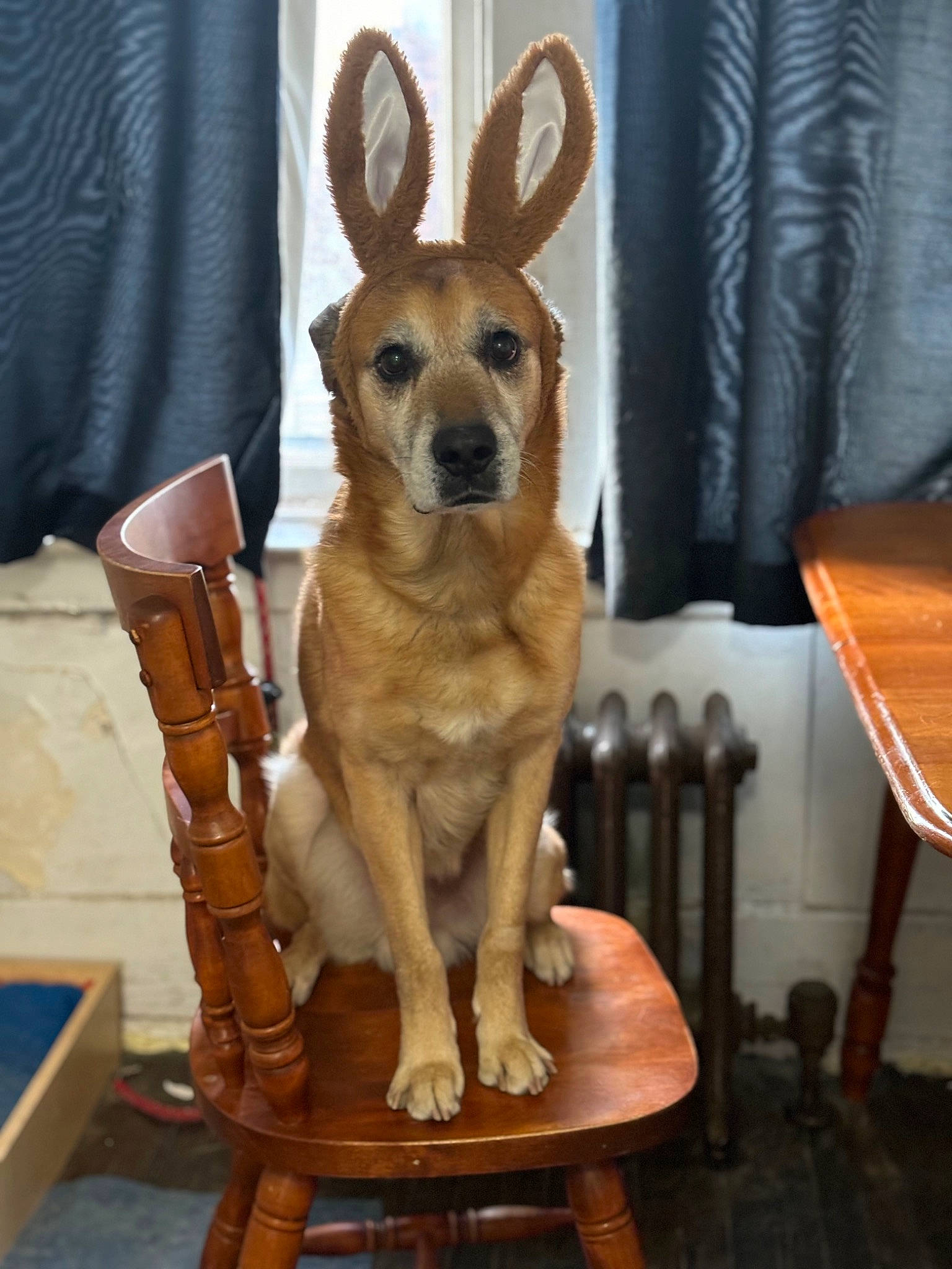 Striker joined the competition — help win amazing prizes! canidae, carnivore, chair, companion_dog, desk, dog, dog_breed, fawn, fur, furniture, hardwood, party_hat, snout, sporting_group, table, tail, toy_dog, whiskers, wood, working_animal