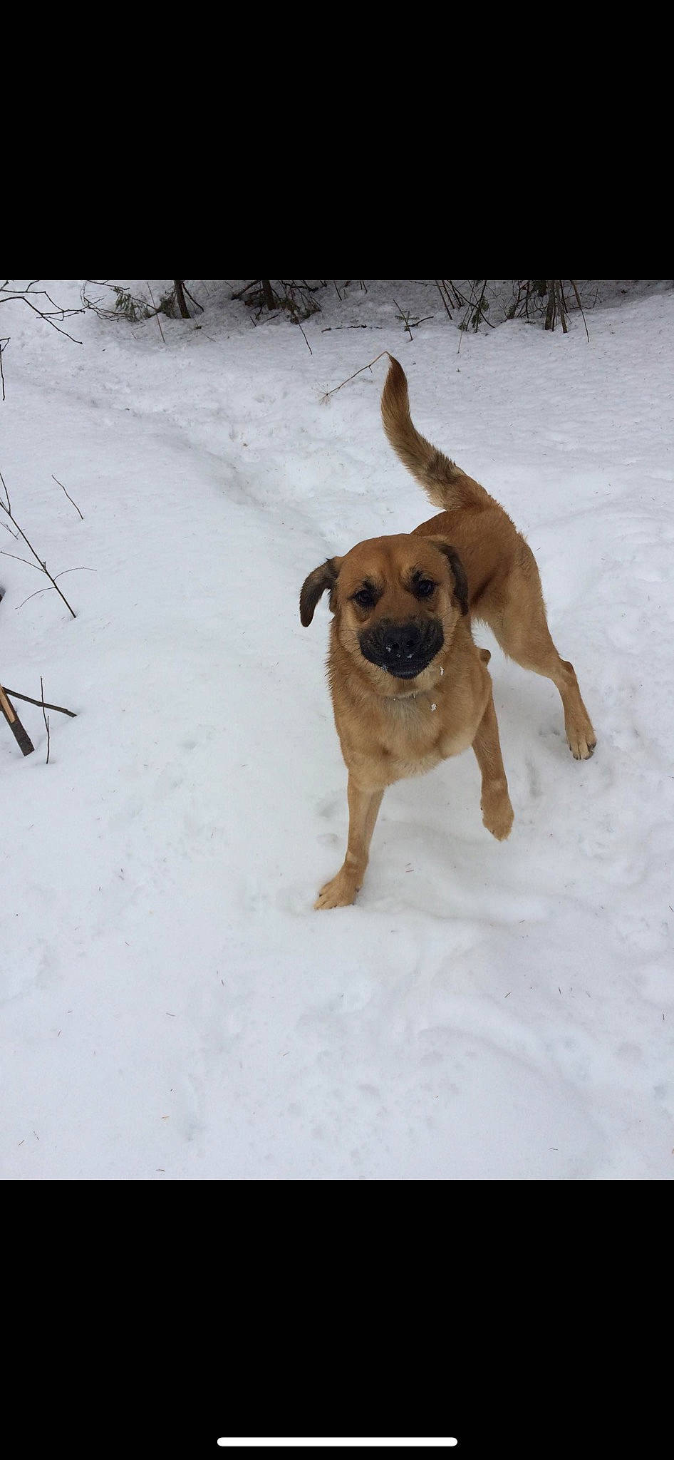 Striker joined the competition — help win amazing prizes! canidae, carnivore, companion_dog, dog, dog_breed, dog_supply, fawn, freezing, guard_dog, hunting_dog, non_sporting_group, paw, pet_supply, snout, snow, sporting_group, tail, winter, working_animal, working_dog