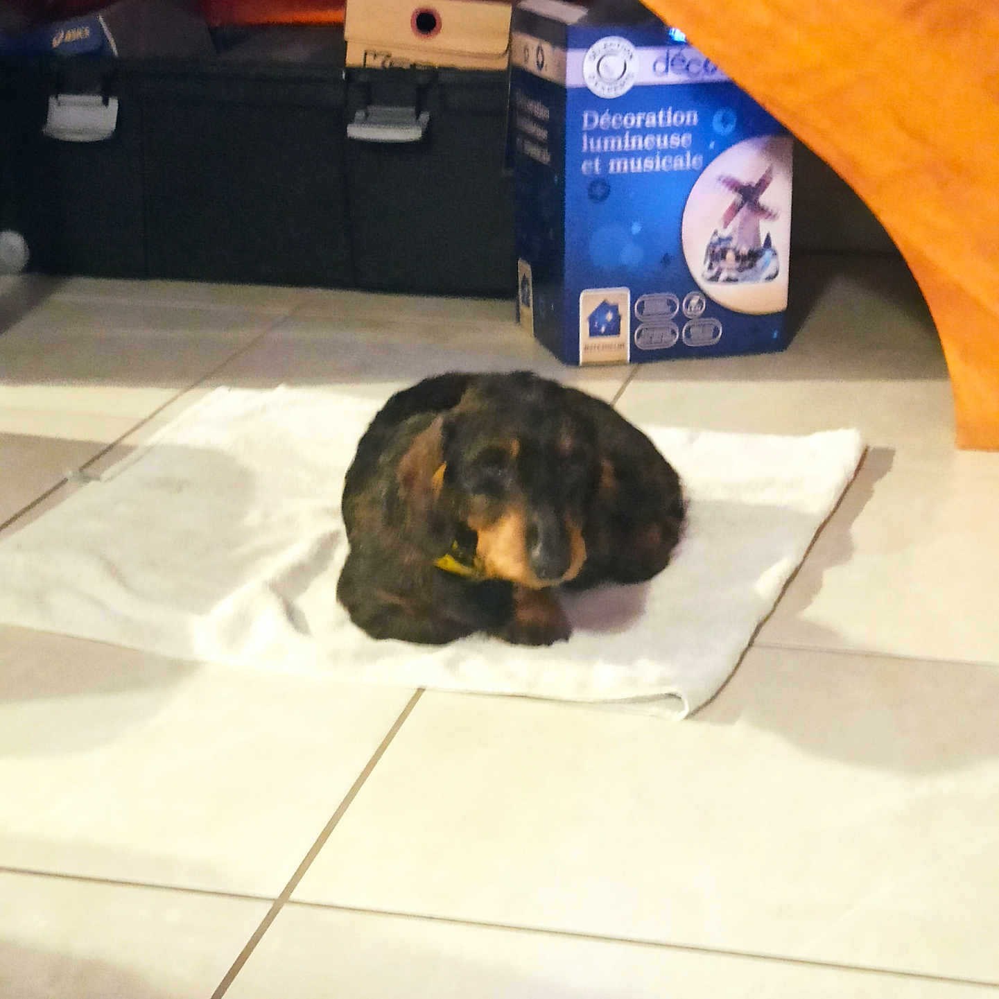 Obie