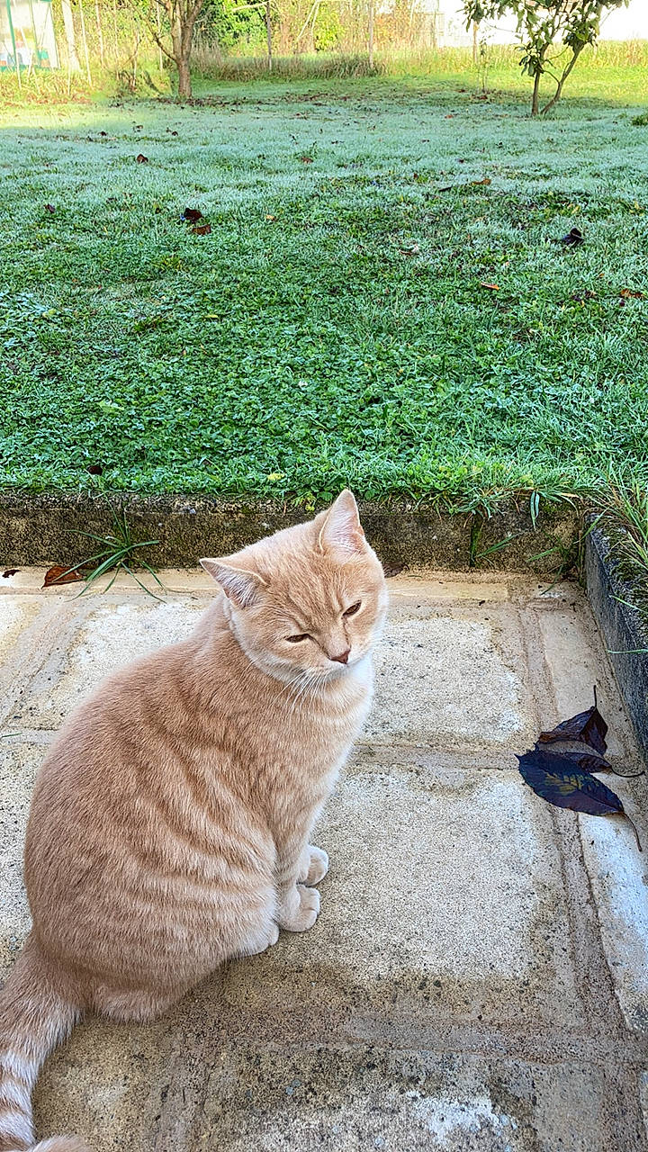 Alphonse participe au concours pour gagner de l'argent avec cette photo : asphalt, carnivore, cat, fawn, felidae, fur, grass, grass_family, groundcover, mammal, plant, road_surface, sidewalk, sitting, small_to_medium_sized_cats, snout, tail, tree, whiskers, wood