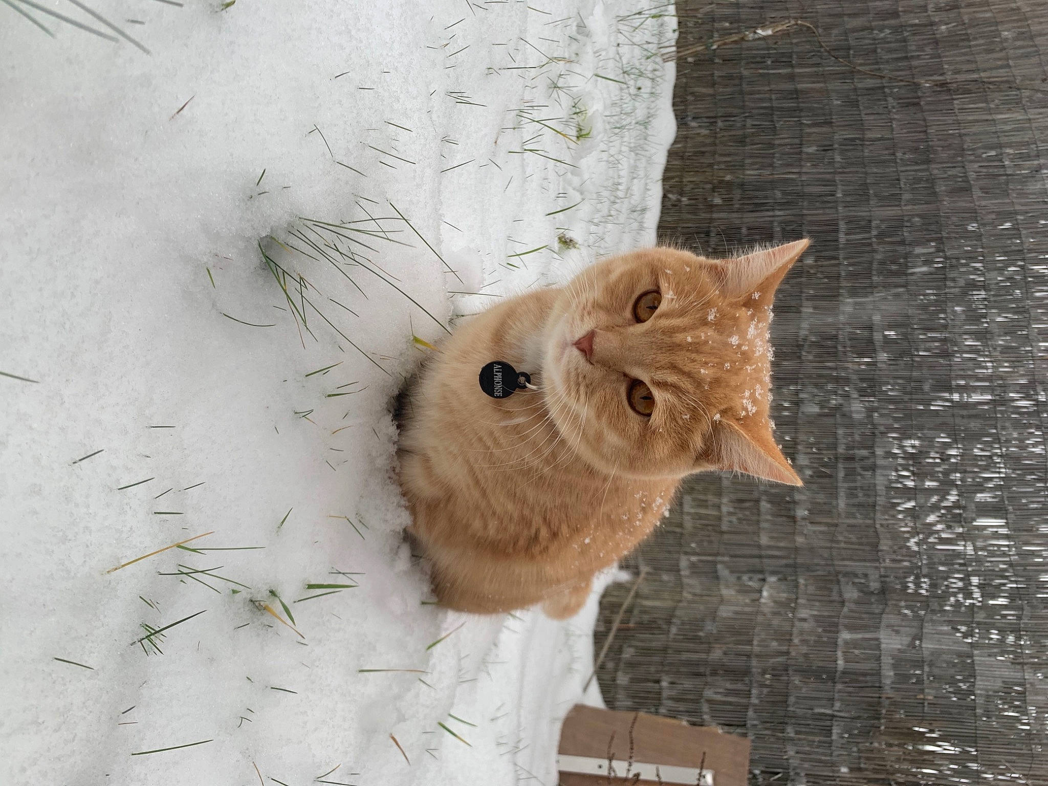 Alphonse participe au concours pour gagner de l'argent avec cette photo : carnivore, cat, domestic_short_haired_cat, event, eye, fawn, felidae, freezing, fur, plant, small_to_medium_sized_cats, snout, snow, tail, tree, trunk, twig, whiskers, window, wood