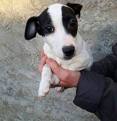 Maya participe au concours pour gagner de l'argent avec cette photo : canidae, carnivore, chilean_fox_terrier, companion_dog, dog, dog_breed, feist, fox_terrier, jack_russell_terrier, japanese_terrier, mammal, rare_breed_dog, rat_terrier, ratonero_bodeguero_andaluz, smooth_fox_terrier, snout, sporting_group, street_dog, terrier, vertebrate