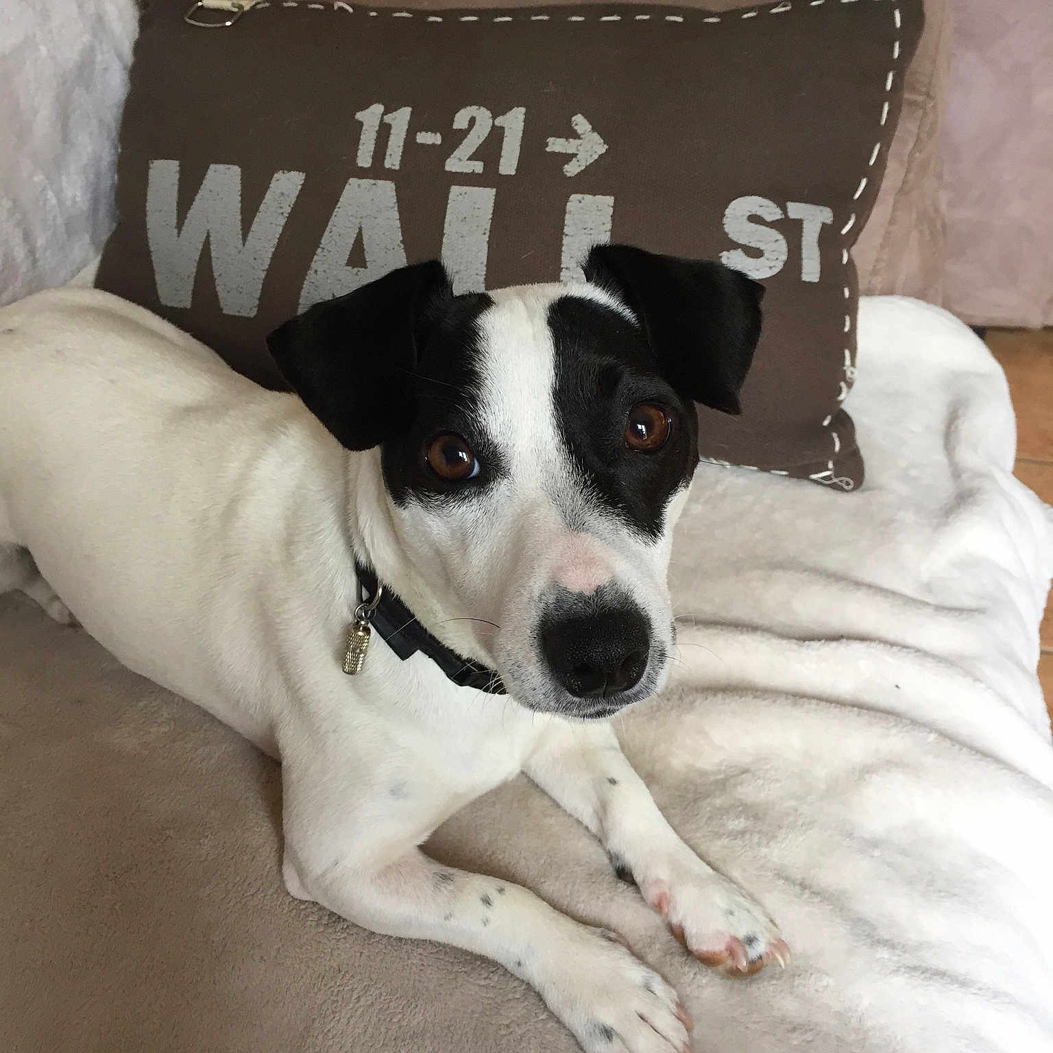 Maya