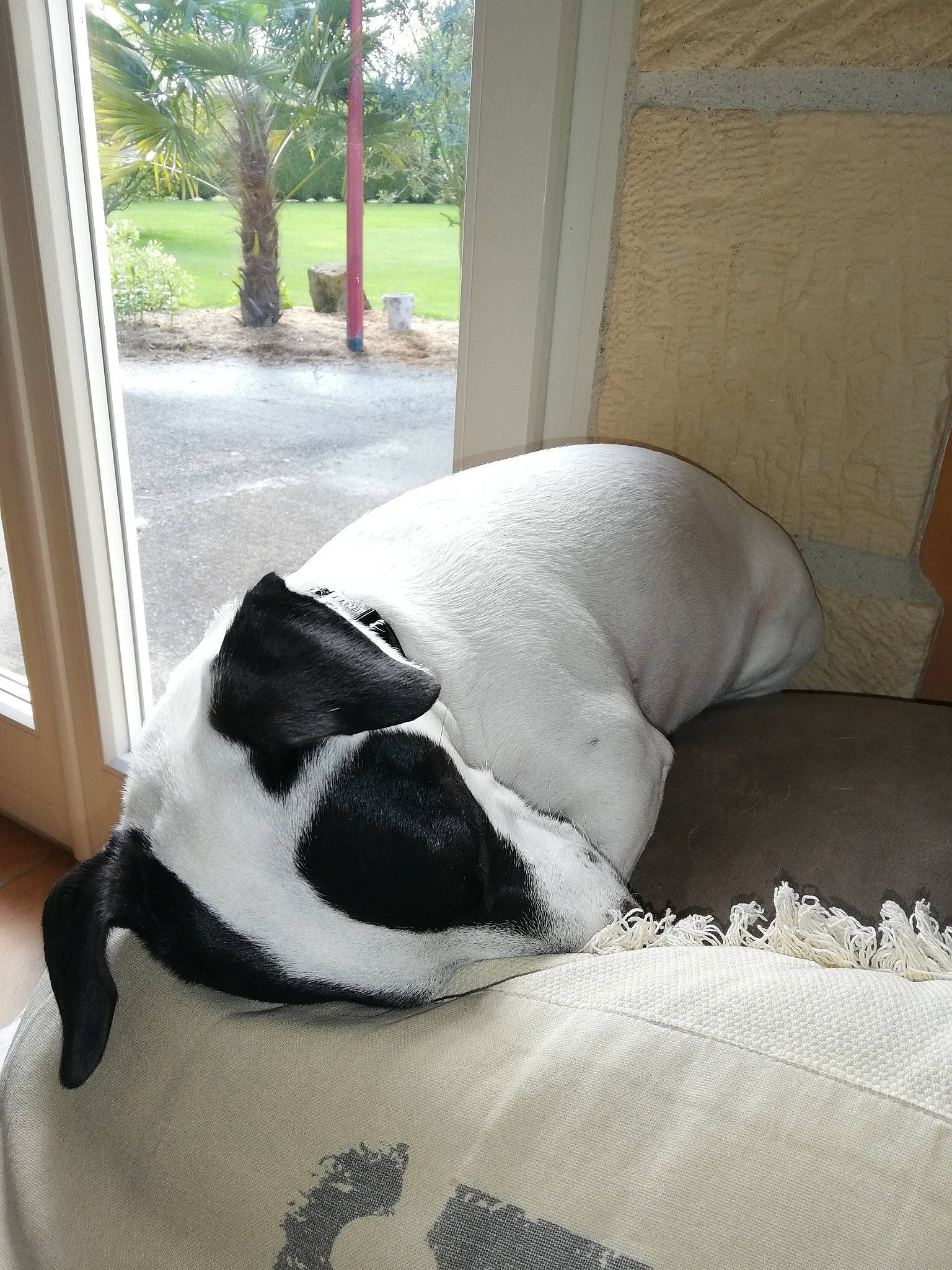 Maya participe au concours pour gagner de l'argent avec cette photo : boston_terrier, canidae, carnivore, dog, dog_breed, fawn, non_sporting_group, snout, tail