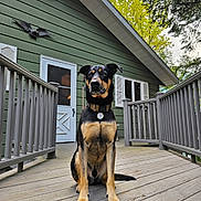 Angel joined the competition — help win amazing prizes! dog, animal, pet, porch, wooden_floor, house, green_house, door, window, railing, outdoor, nature, trees, sky, collar, sitting, calm, guard, daylight, building