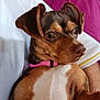 Sassy joined the competition — help win amazing prizes! dog, pet, small_dog, pink_collar, brown_fur, white_fur, close_up, portrait, indoor, person, white_shirt, purple_background, animal, cute, resting, looking_away, ears, snout, fur_texture, companion
