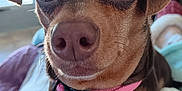 Sassy is registered to the contest to win money with this photo: dog, pet, close_up, collar, brown_fur, white_chest, indoor, cute, animal, canine, snout, ears, eyes, portrait, domestic, companion, friendly, fur, nose, pink_collar