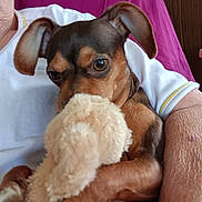 Sassy is registered to the contest to win money with this photo: dog, stuffed_toy, person, arm, white_shirt, purple_background, wood_panel, close_up, pet, cute, brown_dog, small_dog, indoor, cuddle, comfort, animal, fur, toy, holding, snuggle