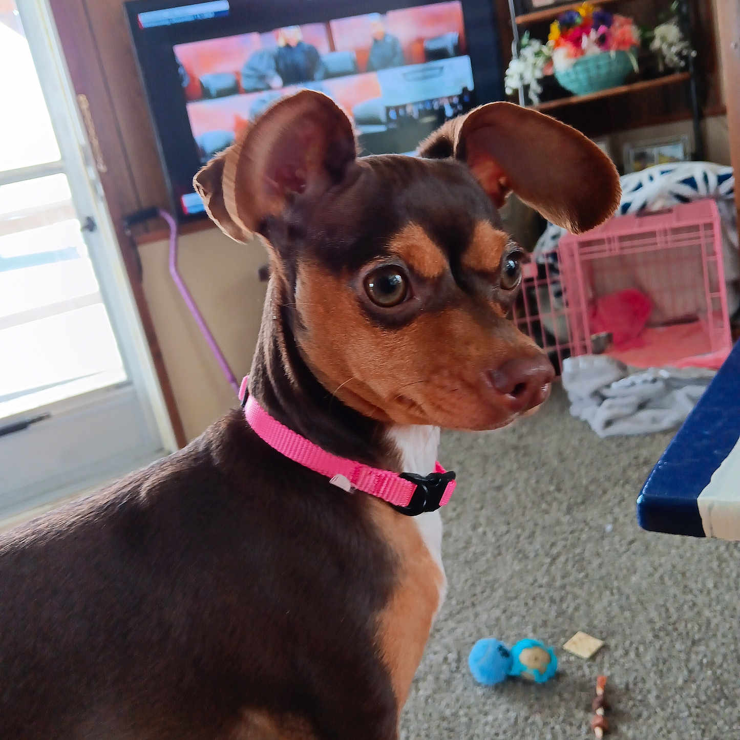 Sassy joined the competition — help win amazing prizes! accessories, animal, architecture, box, building, canine, computerhardware, dog, electronics, entertainmentcenter, furniture, hardware, hound, indoors, lamp, monitor, pet, puppy, screen, tv