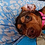 Sassy is registered to the contest to win money with this photo: dog, pet, close_up, collar, brown, white, black, cute, animal, lying_down, blanket, pattern, fabric, relaxed, indoor, face, ears, snout, fur, companion