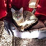 Celestial joined the competition — help win amazing prizes! animal, carpet, cat, comfortable, cozy, domestic, ears, eyes, feline, fur, home, indoor, pet_bed, red_curtains, relaxed, resting, shadow, sunlight, tabby_cat, whiskers