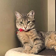 Celestial is registered to the contest to win money with this photo: animal, calm, cat, collar, cute, domestic, ears, eyes, feline, fur, indoor, mammal, perch, pet, portrait, red_collar, resting, soft, tabby, whiskers