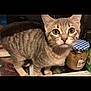 Celestial joined the competition — help win amazing prizes! animal, bottle, cat, closeup, countertop, curious, domestic, feline, fur, indoor, jar, kitchen, kitten, looking, pet, small, standing, tabby, whiskers, wide_eyes