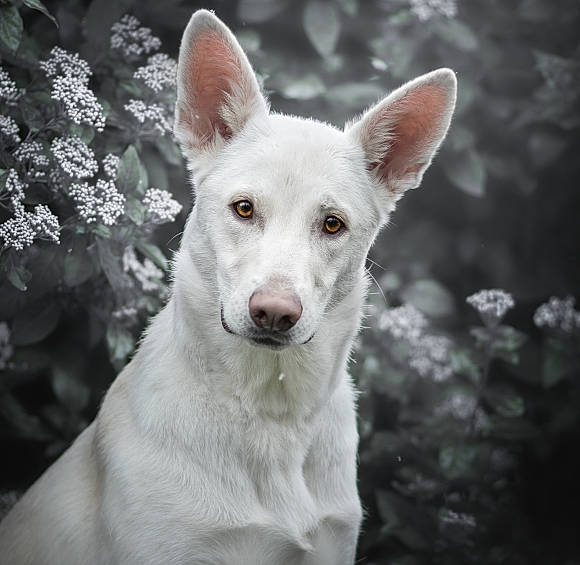 Naya a rejoint le concours — aidez-le/la à gagner de superbes lots ! ancient_dog_breeds, berger_blanc_suisse, canaan_dog, canidae, carnivore, carolina_dog, dog, dog_breed, ear, hunting_dog, ibizan_hound, korean_jindo_dog, mammal, rare_breed_dog, snout, vertebrate, whiskers, white_shepherd