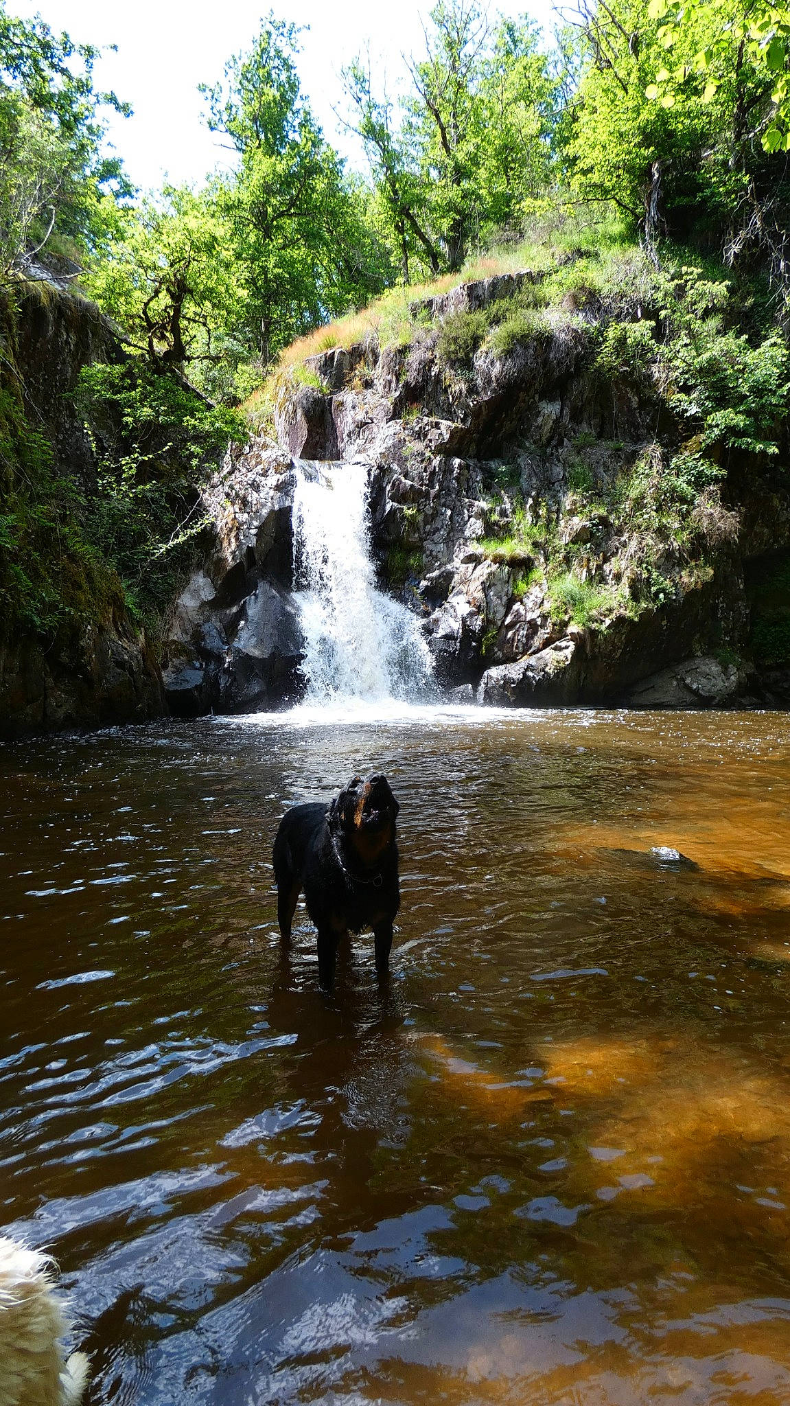 Mojitos a rejoint le concours — aidez-le/la à gagner de superbes lots ! bank, carnivore, creek, dog, dog_breed, fluvial_landforms_of_streams, forest, lake, landscape, natural_environment, natural_landscape, plant, riparian_zone, spring, tree, water, water_resources, watercourse, waterfall, working_animal