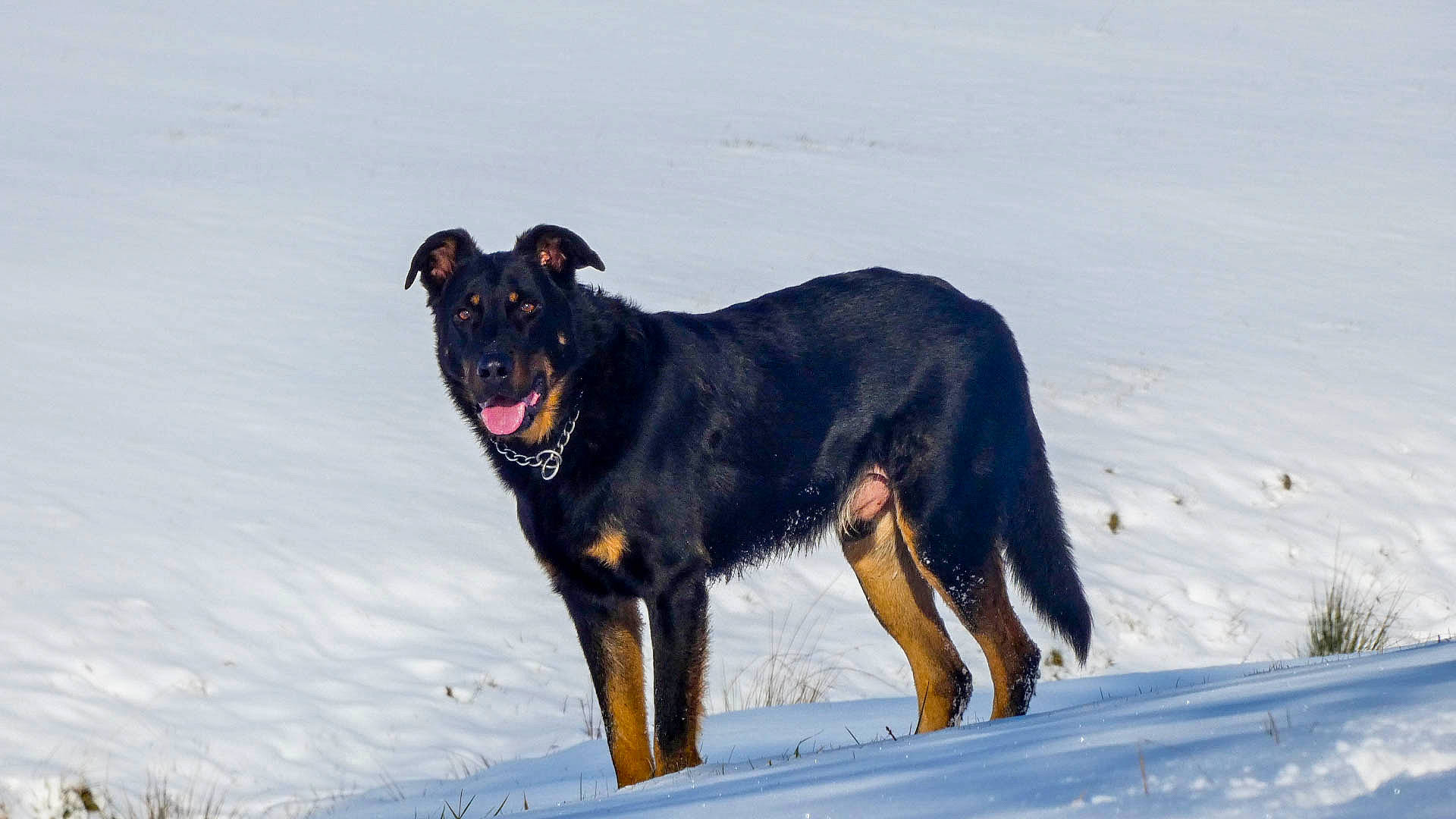 Mojitos participe au concours pour gagner de l'argent avec cette photo : ball, canidae, carnivore, collar, concert, dog, dog_breed, dog_collar, freezing, guard_dog, hunting_dog, snout, snow, sporting_group, tail, terrestrial_animal, winter, working_animal, working_dog