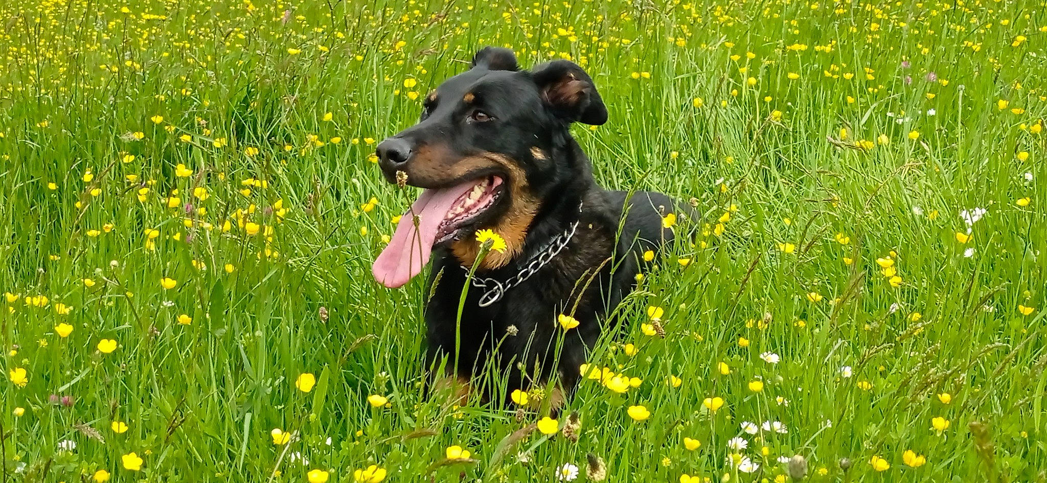 Mojitos a rejoint le concours — aidez-le/la à gagner de superbes lots ! carnivore, collar, companion_dog, dog, dog_breed, dog_collar, fawn, field, flower, grass, grass_family, grassland, green, meadow, people_in_nature, plant, prairie, snout, working_animal, yellow