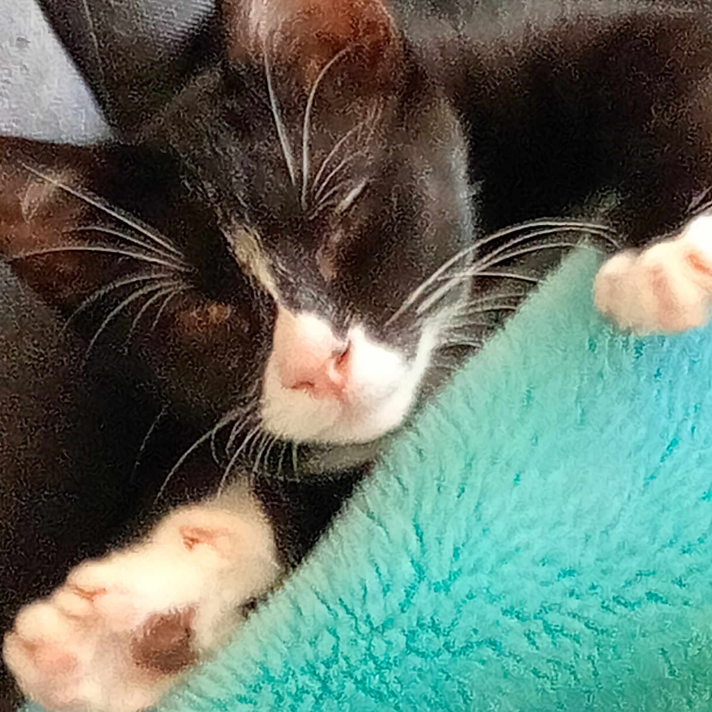 Kewpie is registered to the contest to win money with this photo: abyssinian, animal, armchair, blackcat, blanket, bodypart, cat, chair, couch, electronics, furniture, hardware, kitten, manx, mouth, person, pet, siamese, sleeping, towel