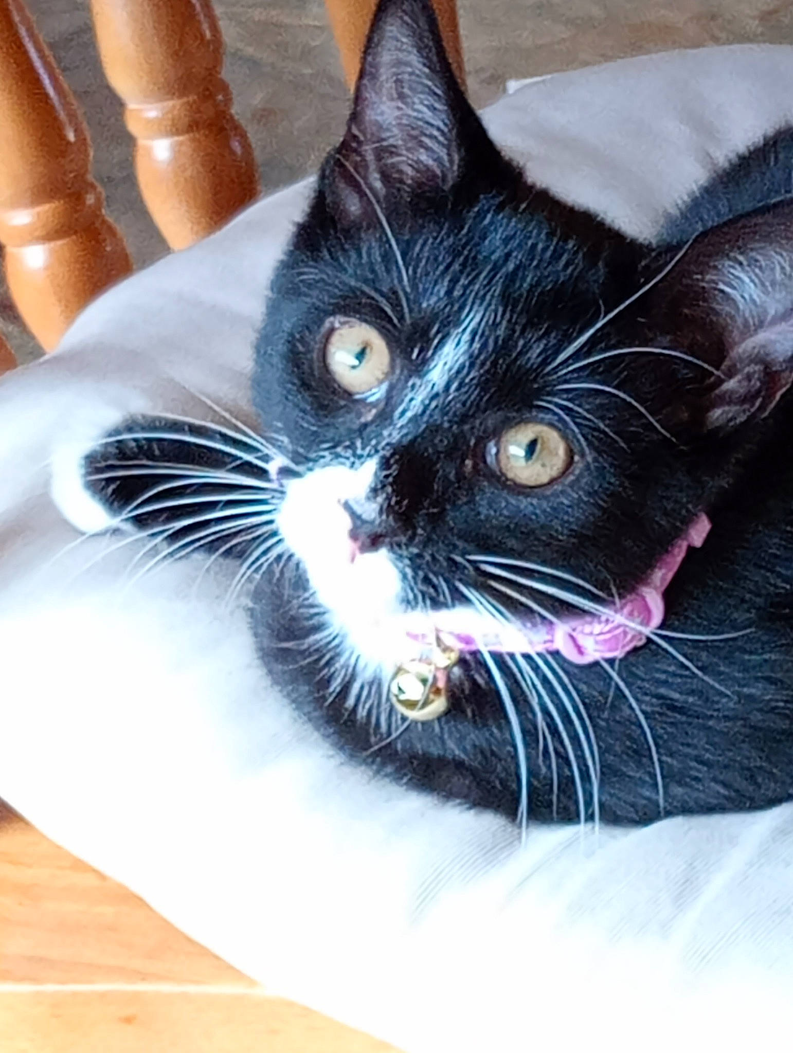 Crystal joined the competition — help win amazing prizes! art, black_cat, carnivore, cat, claw, comfort, domestic_short_haired_cat, eye, eyelash, felidae, fur, gesture, linens, paint, paw, small_to_medium_sized_cats, snout, tail, whiskers, window