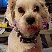 Nya joined the competition — help win amazing prizes! animal, blurred_background, canine, close_up, collar, companion, curious, cute, dog, domestic_pet, face, fluffy, fur, household, indoor, looking, pet_tag, portrait, small_dog, white_dog