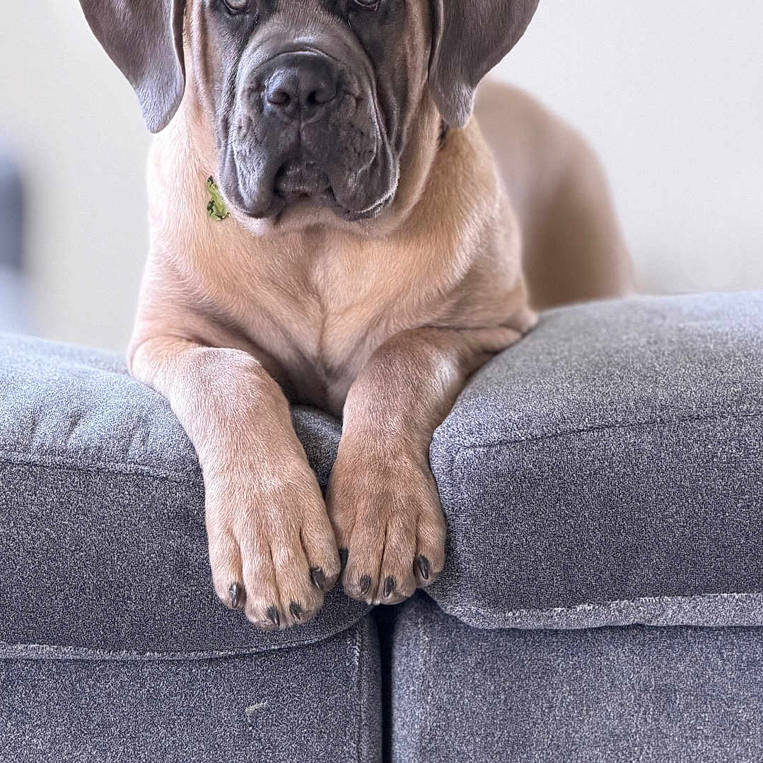 Cardinal Enzo joined the competition — help win amazing prizes! dog, canine, pet, sofa, couch, indoor, animal, brown_dog, large_dog, relaxed, portrait, looking_at_camera, fur, ears, paws, snout, home, furniture, close_up, resting