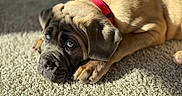 Cardinal Enzo is registered to the contest to win money with this photo: puppy, dog, carpet, red_collar, fur, pet, animal, lying_down, sunlight, close_up, indoors, soft_texture, cute, expression, paw, young_dog, domestic_animal, resting, brown_fur, portrait
