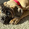 puppy, dog, carpet, red_collar, fur, pet, animal, lying_down, sunlight, close_up, indoors, soft_texture, cute, expression, paw, young_dog, domestic_animal, resting, brown_fur, portrait