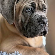 Cardinal Enzo joined the competition — help win amazing prizes! puppy, dog, close_up, portrait, pet, indoor, soft_light, fluffy_blanket, brown_fur, wrinkled_face, window_light, resting, cute, young_dog, animal, canine, relaxed, side_view, furry, domestic_animal