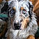 Koda
