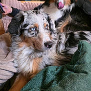 Koda participe au concours pour gagner de l'argent avec cette photo : animal, australian_shepherd, blanket, companion, couch, cozy, dog, ear, fur, furniture, home, indoor, lamp, living_room, paw, pet, relaxed, resting, seated, tongue_out