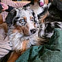 animal, australian_shepherd, blanket, companion, couch, cozy, dog, ear, fur, furniture, home, indoor, lamp, living_room, paw, pet, relaxed, resting, seated, tongue_out