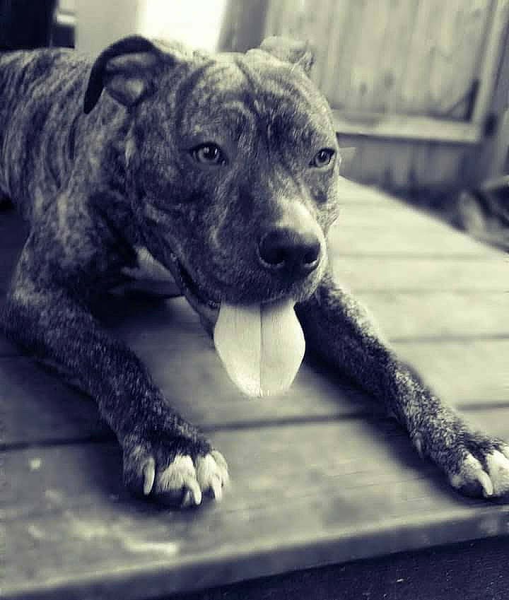 Nova is registered to the contest to win money with this photo: big_cats, carnivore, companion_dog, dog, dog_breed, eye, fawn, felidae, fur, grey, metal, monochrome_photography, paw, snout, sporting_group, tail, terrestrial_animal, whiskers, window, working_animal