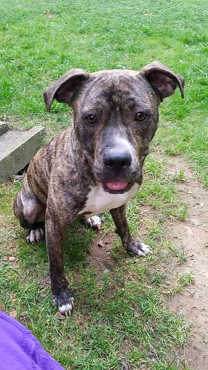 Nova is registered to the contest to win money with this photo: ancient_dog_breeds, carnivore, companion_dog, dog, dog_breed, fawn, grass, groundcover, hunting_dog, non_sporting_group, snout, sporting_group, terrestrial_animal, whiskers, working_animal, working_dog