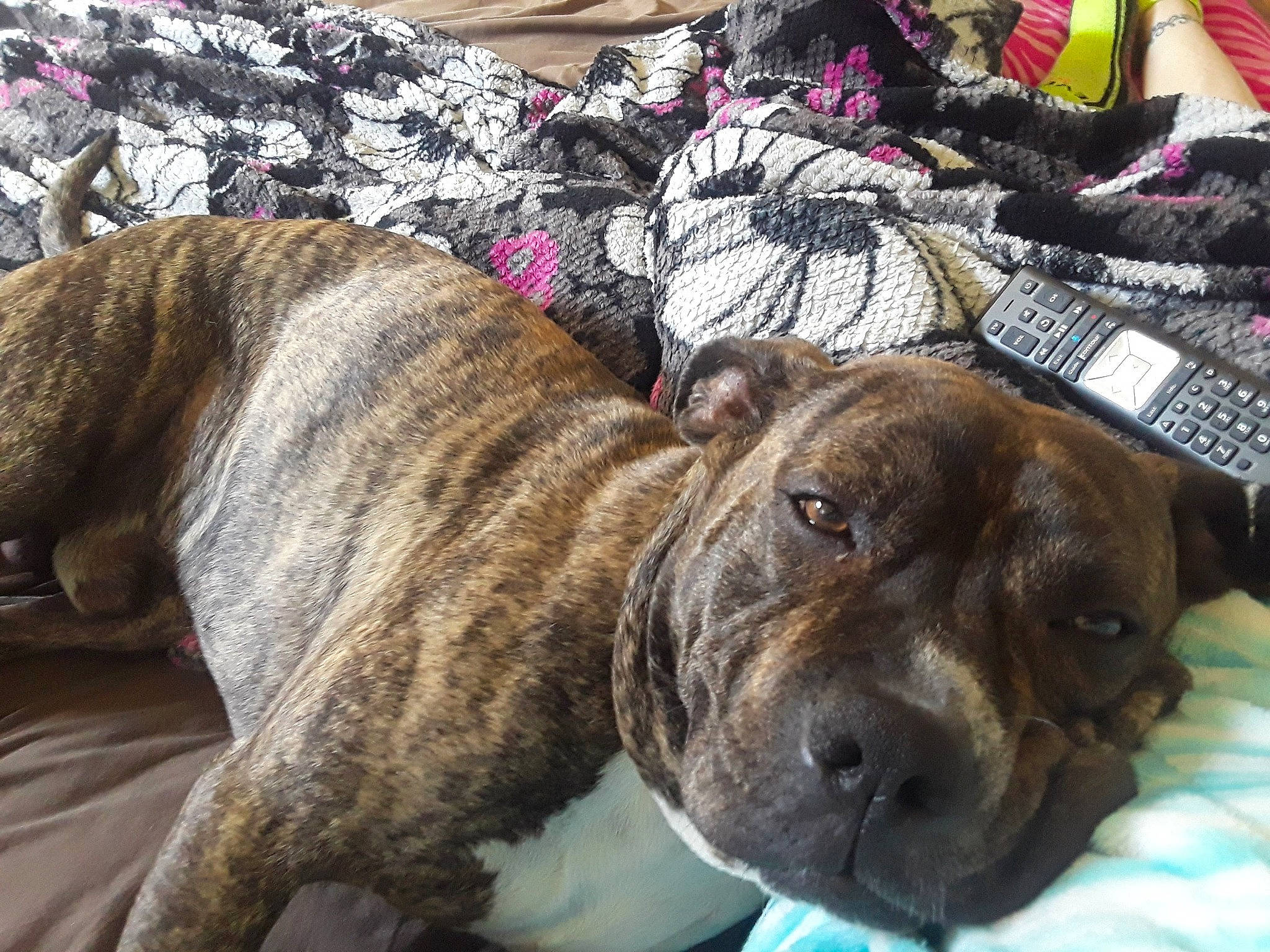 Nova is registered to the contest to win money with this photo: carnivore, collar, comfort, companion_dog, dog, dog_breed, fawn, fur, guard_dog, linens, molosser, nap, sleep, snout, sporting_group, terrestrial_animal, whiskers, working_animal, working_dog, wrinkle