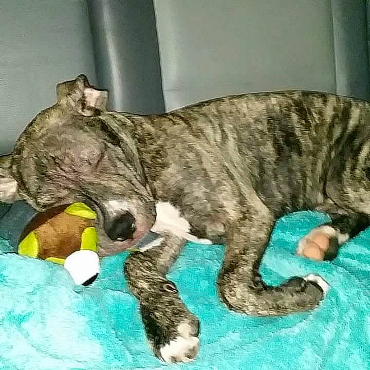 Nova is registered to the contest to win money with this photo: big_cats, canidae, carnivore, claw, companion_dog, dog, dog_breed, fawn, felidae, fur, nap, non_sporting_group, small_to_medium_sized_cats, snout, sporting_group, tail, terrestrial_animal, toy, whiskers, wildlife