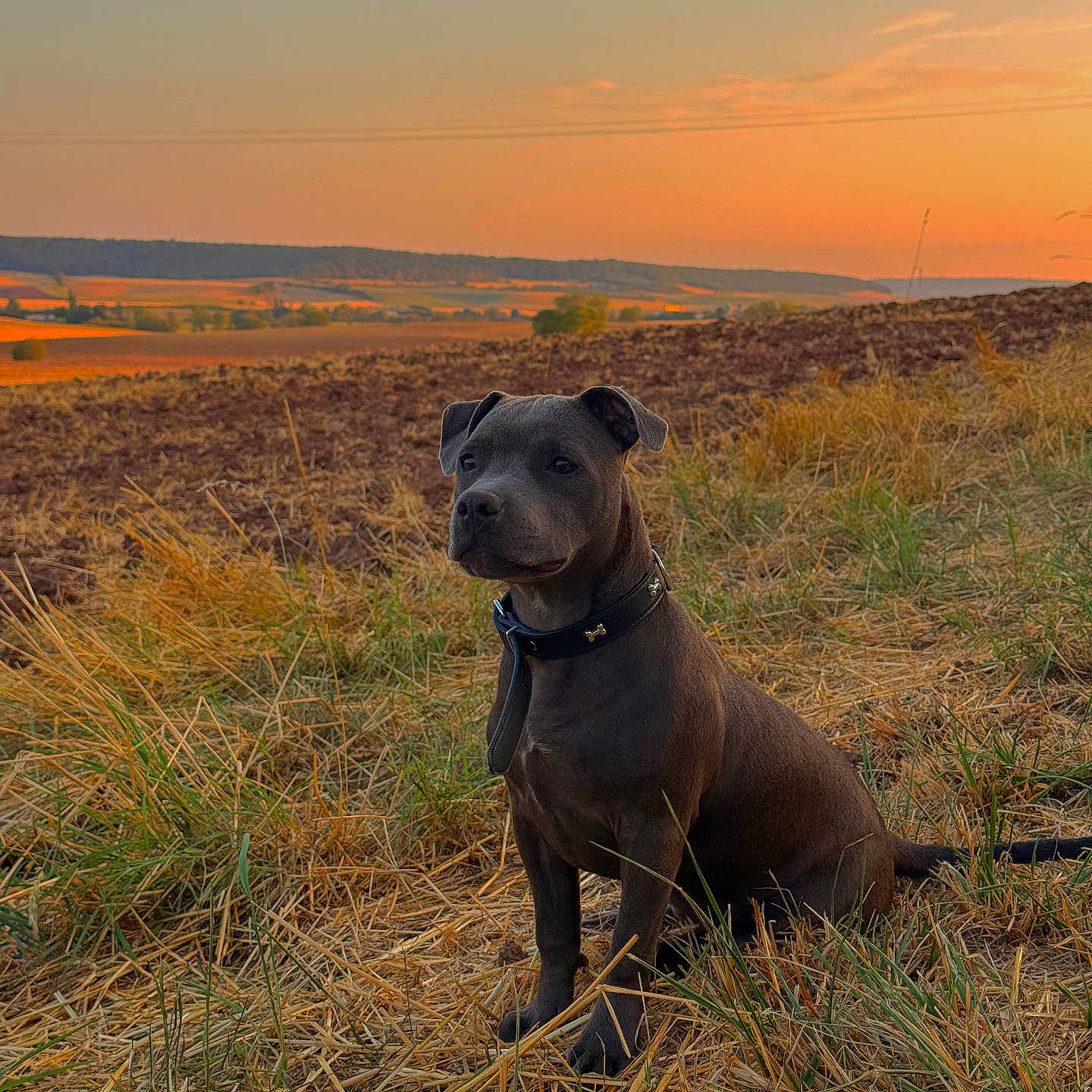 Blue a rejoint le concours — aidez-le/la à gagner de superbes lots ! dog, black_dog, collar, grass, field, sunset, sky, nature, landscape, outdoor, animal, pet, sitting, calm, rural, golden_hour, scenery, fur, ears, snout