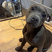 Blue participe au concours pour gagner de l'argent avec cette photo : dog, puppy, black_dog, wooden_floor, mirror, reflection, indoors, pet, cute, head_tilt, floor, paw, animal, young_dog, domestic_animal, foot, toenail_polish, cord, blanket, room