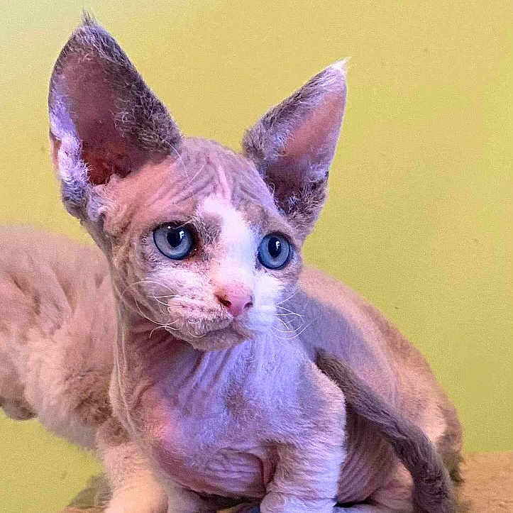 Calypso