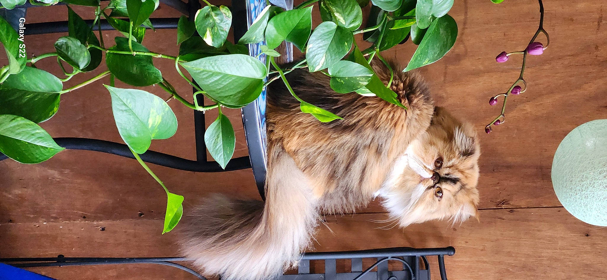 Chatherine De Baillion