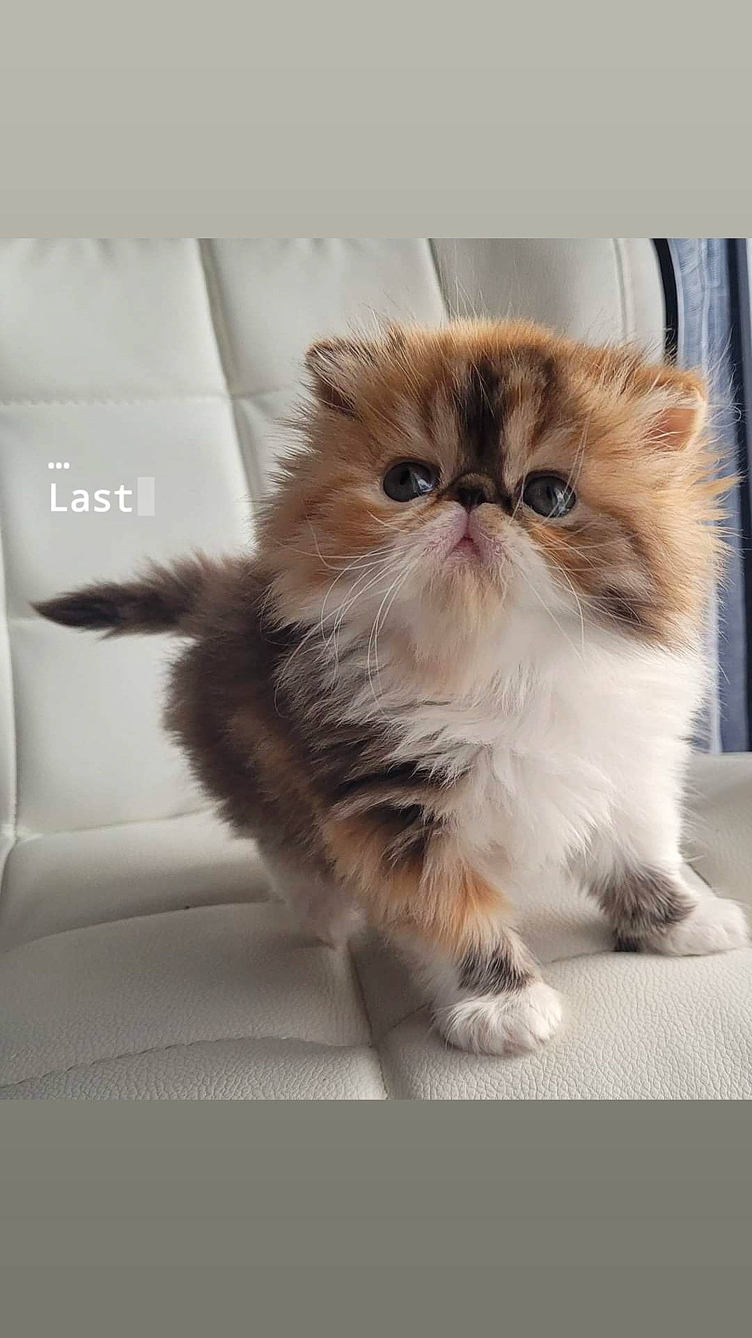 Chatherine De Baillion a rejoint le concours — aidez-le/la à gagner de superbes lots ! art, carnivore, cat, claw, companion_dog, eye, fawn, felidae, fur, iris, paw, persian, photo_caption, plant, sitting, small_to_medium_sized_cats, snout, tail, terrestrial_animal, whiskers