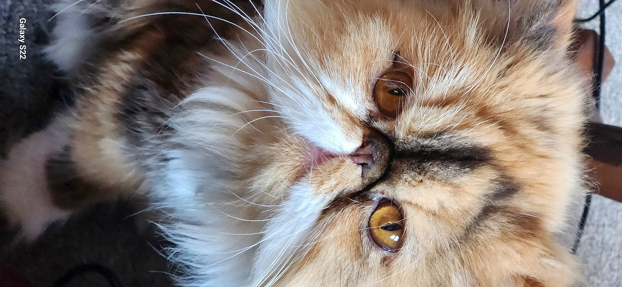 Chatherine De Baillion participe au concours pour gagner de l'argent avec cette photo : carnivore, cat, claw, close_up, domestic_short_haired_cat, fang, fawn, felidae, fur, head, macro_photography, paw, small_to_medium_sized_cats, snout, terrestrial_animal, whiskers, wildlife