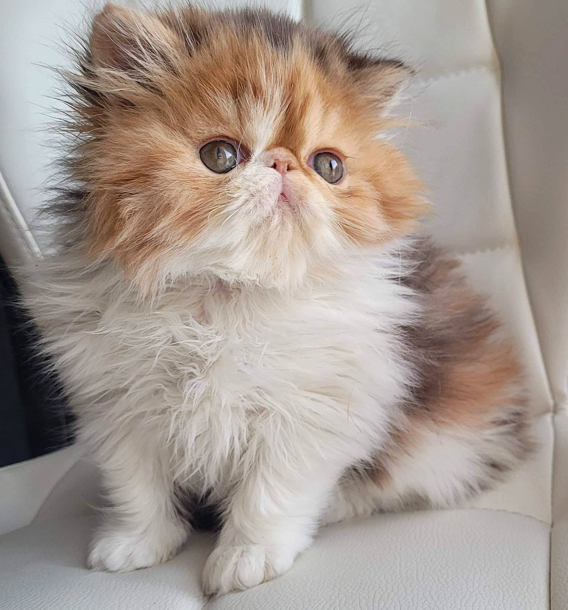 Chatherine De Baillion a rejoint le concours — aidez-le/la à gagner de superbes lots ! british_longhair, carnivore, cat, claw, fawn, felidae, fur, paw, persian, small_to_medium_sized_cats, snout, tail, terrestrial_animal, whiskers, working_animal
