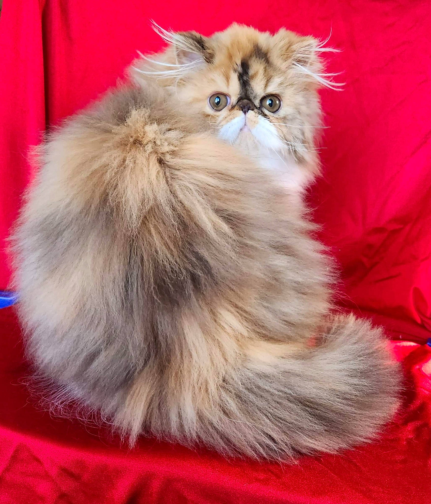 Chatherine De Baillion a rejoint le concours — aidez-le/la à gagner de superbes lots ! british_longhair, carnivore, cat, claw, curtain, fashion_accessory, fawn, felidae, fur, paw, persian, small_to_medium_sized_cats, snout, tail, terrestrial_animal, whiskers