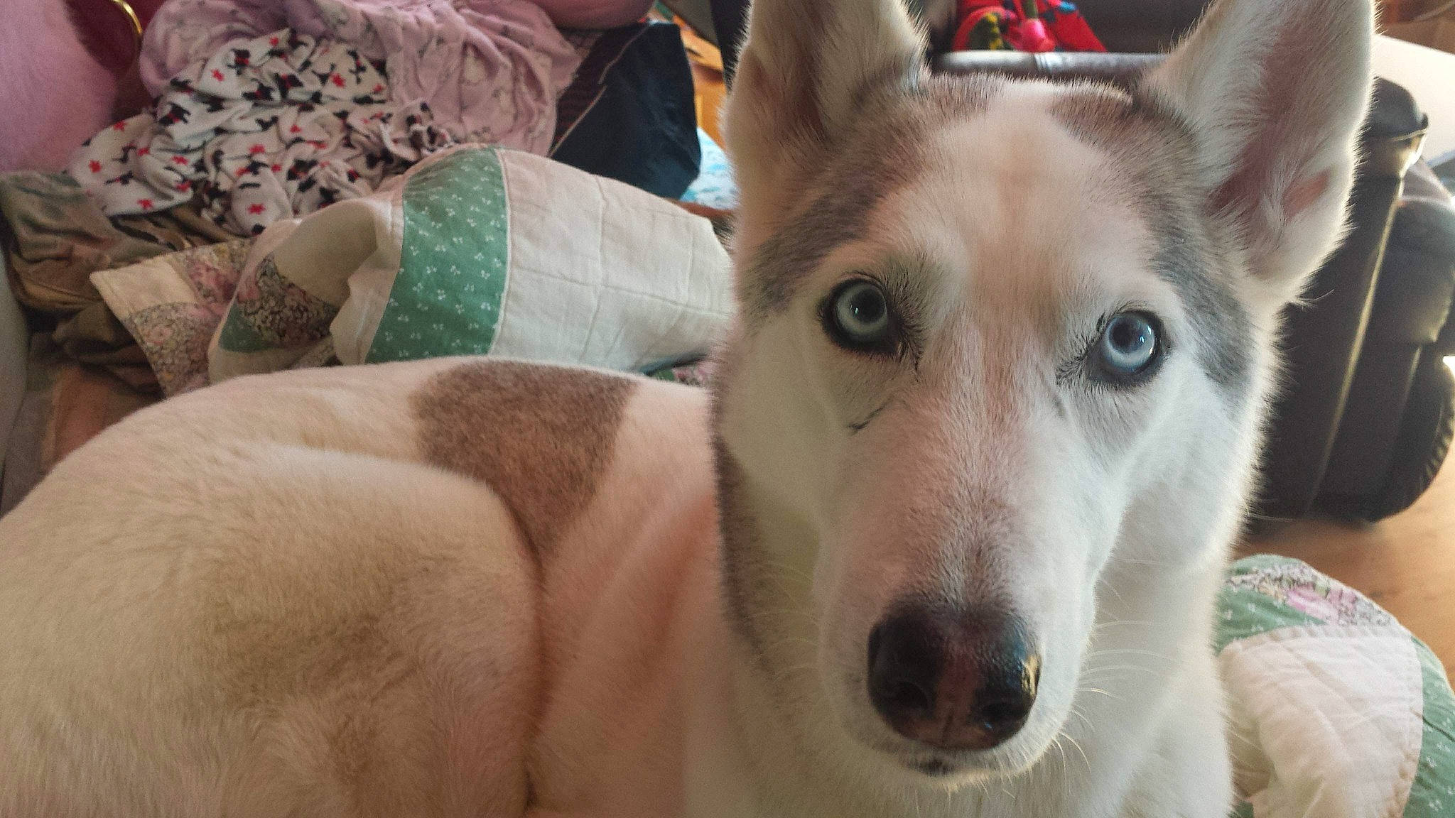 Amy participe au concours pour gagner de l'argent avec cette photo : ancient_dog_breeds, canidae, carnivore, collar, comfort, companion_dog, dog, dog_breed, ear, fawn, fur, giant_dog_breed, herding_dog, non_sporting_group, snout, sporting_group, terrestrial_animal, whiskers, working_animal, working_dog