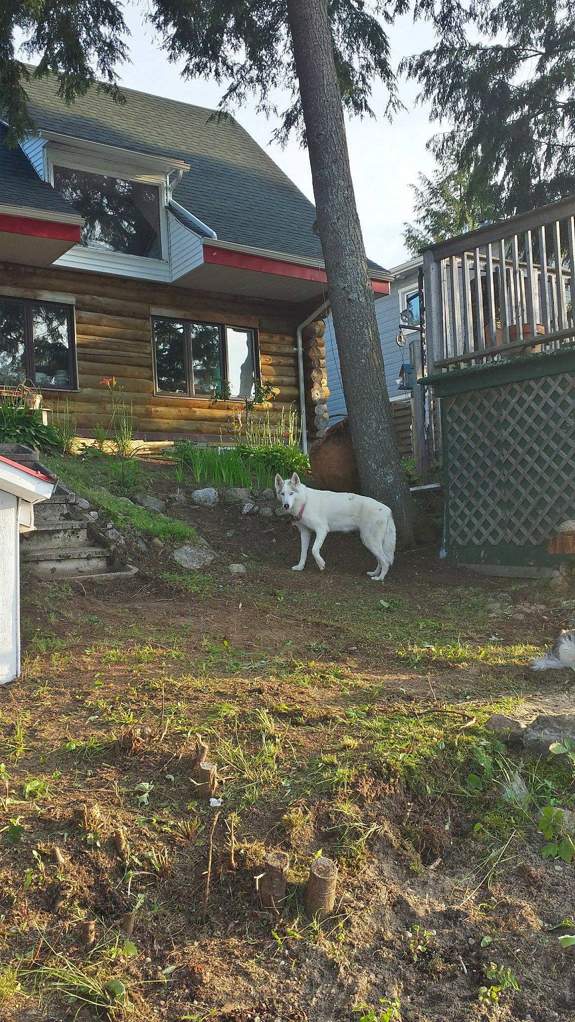 Amy participe au concours pour gagner de l'argent avec cette photo : building, cottage, dog_breed, felidae, garden, grass, house, landscape, livestock, plant, roof, shrub, siding, sky, soil, tail, tree, window, wood, yard